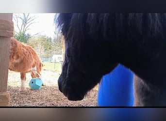 Ponystall hat aktuell 1 Platz frei