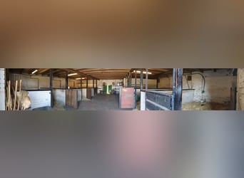 Privater Selbstversorger-Offenstall - Platz für Wallach frei