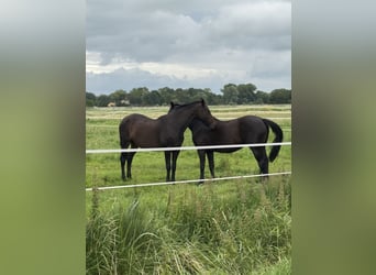 Rehaplatz direkt an der Nordsee