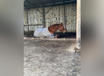 Rehaplatz direkt an der Nordsee