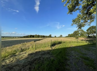 Rentenplätze für Großpferde, 80km vor HH