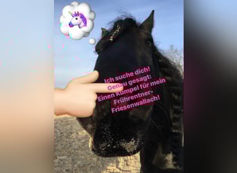 Rentner Kumpel für Friesenwallach gesucht