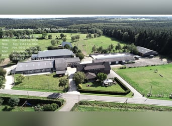 Rentnerplätze für Pferde