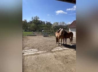 Schöner Offenstall für Wallache