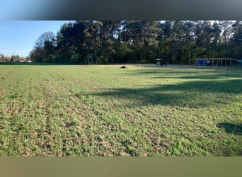 Selbstversorger, Offenstall, Offenstallplatz für Stuten