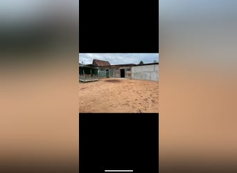 separater Offenstall für 2-3 Pferde frei in 91074 Burgstall (Herzogenaurach)