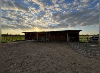 Stallplatz Offenstall