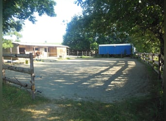 Stallplatz,Offenstall