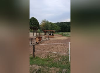 Stute als Einstellpferd gesucht