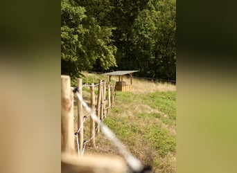 Suche 1-2 Einsteller für Offenstall im vorderen Odenwald