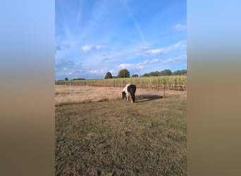 Suche Partner/ Einsteller/ Wallach/ Einstellplatz/ Stall frei