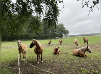 Traumhafter Offenstall für Ponys und Kleinpferde  – Jetzt freie Plätze sichern