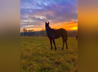 Verpflegung nicht reitbarer Pferde/Ponys + Rentnerversorgung