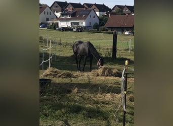 Verpflegung nicht reitbarer Pferde/Ponys + Rentnerversorgung