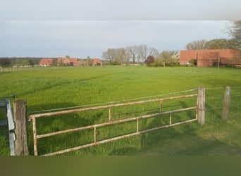 Weide-und Stallplatz für Rentner / ältere Pferde