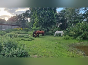 wunderschöner naturnaher Offenstall in Werneuchen/ Brandenburg