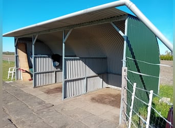 ZGAN Wunderschöne Offenstallbox, komplett, 6 m lang, 2,20 m hoch