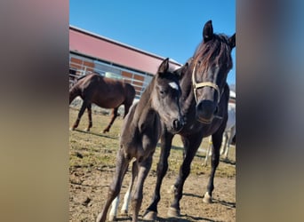 ⚜️Zuchtstutenbetreuung- vom besamen bis zum abfohlen⚜️