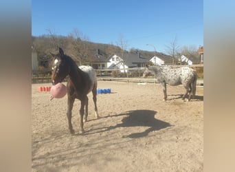 3 Paddockboxen mit direkt angrenzendem  600qm Allwetterplatz zum Reiten u. für den täglichen Auslauf