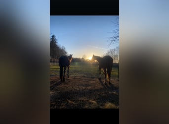 ab Frühjahr 2026 / 1 Paddockbox frei