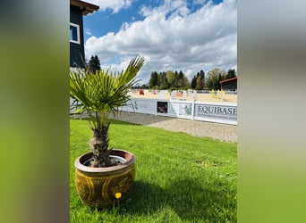 Auf unserer schönen Reitanlage ist aktuell eine Paddockbox incl. Vollpension frei!