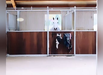 Auf unserer schönen Reitanlage ist aktuell eine Paddockbox incl. Vollpension frei!