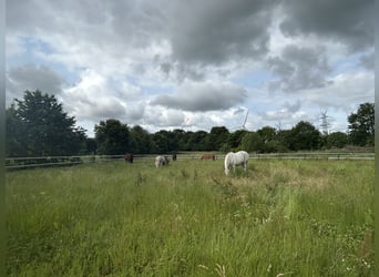 Box frei für Pony oder Kleinpferd