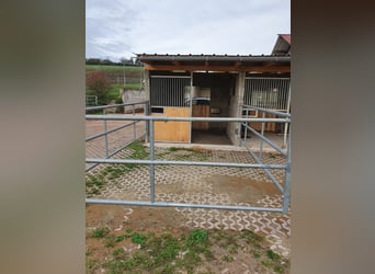 Box mit Paddock ab Juni frei