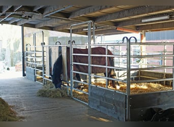 Doppel-Paddock-Box für Minigruppe nähe Göttingen / Witzenhausen