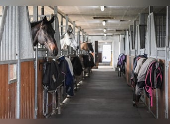 Freie Auslauf- und Innenboxen