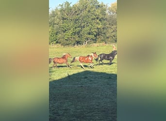 🐴 Freie Einstellplätze auf der MCC Ranch im Waldviertel