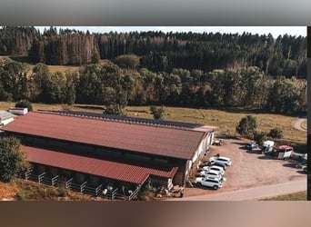 Freie Paddockboxen mit Reithalle, großem Reitplatz & Weiden – Nähe Waldshut / Schweizer Grenze