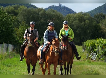 Frische Luft, ruhige Lage, offene Reithalle und Top-Ausreitgelände. Nette Stallgemeinschaft!