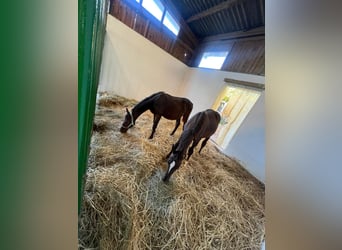 Große Paddock- und Innenboxen zu vermieten