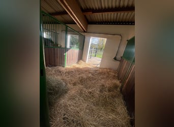 Große Paddock- und Innenboxen zu vermieten
