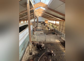 Kleine stallgemeinschaft