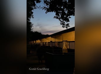 Kleiner Familiengeführter Stall hat Boxen frei 
