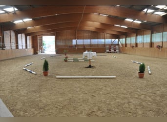 Kleiner Familiengeführter Stall hat Boxen frei 