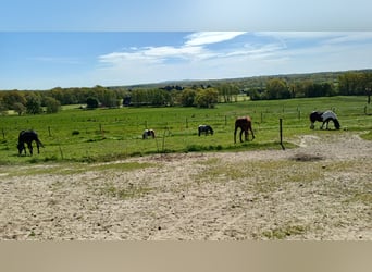 🐴 Liebevolle Paddockboxen frei in Dinslaken Oberlohberg