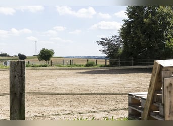 Neuerhöffnung "Reiterhof zur Windmühle" - Paddockboxen u.v.m. in 49328 Melle