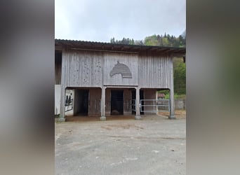 Paddock Außenbox frei