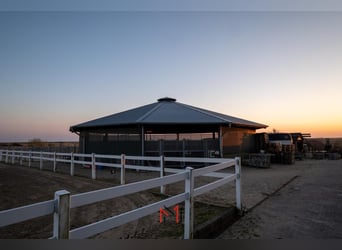 Paddock Boxen auf Sylt frei