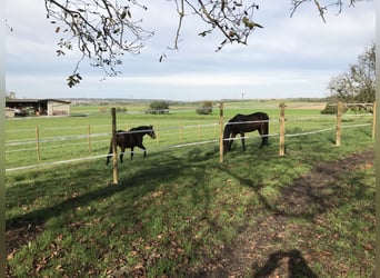 🐴 Paddockbox ab 01.10.2026 in Murr – Rundum-Sorglos-Paket