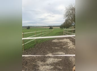 🐴 Paddockbox ab 01.10.2026 in Murr – Rundum-Sorglos-Paket