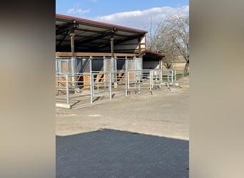 🐴 Paddockbox ab 01.10.2026 in Murr – Rundum-Sorglos-Paket