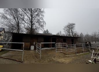 Paddockbox ab sofort frei! Vollpension 