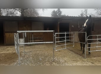 Paddockbox ab sofort frei! Vollpension 