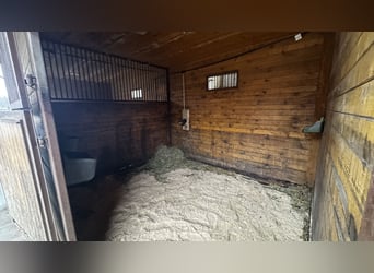 Paddockbox ab sofort frei! Vollpension 