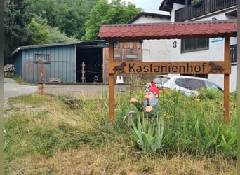 Paddockbox auch für Rehe oder Allergiker