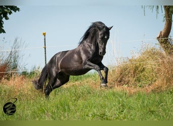 Paddockbox auf großer Reitanlage mit top Trainingsbedingungen